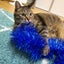 画像 猫バカ家族の家造り～ミサワのお家で愛猫と暮らす～のユーザープロフィール画像