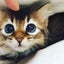 画像 愛猫ラスカルの成長記と育児日記♡のユーザープロフィール画像