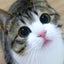 画像 猫のすずめちゃんのユーザープロフィール画像
