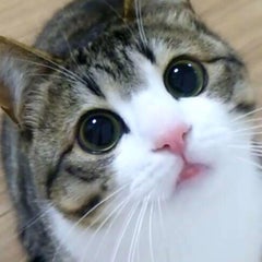 猫のすずめちゃん