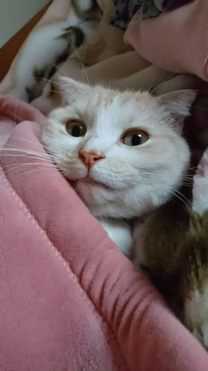 カエデ