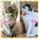 要のブログ【認知症の母親と猫と独身ひとり女の日々】