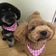 愛犬&お掃除生活❤︎