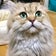 じいじと猫のフィオとマルコのブログ