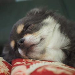 当選 楽天様から お買いものパンダぬいぐるみ いいコトありますように 当選 楽天様から お買いものパンダぬいぐるみ いいコトありますように