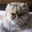 画像 チンチラ猫のねねちゃんのユーザープロフィール画像