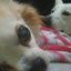 画像 娘と犬と日々の事のユーザープロフィール画像