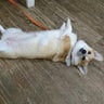 コーギーきなこのパパのプロフィール
