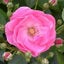 画像 庭の小さな花ばたけのユーザープロフィール画像