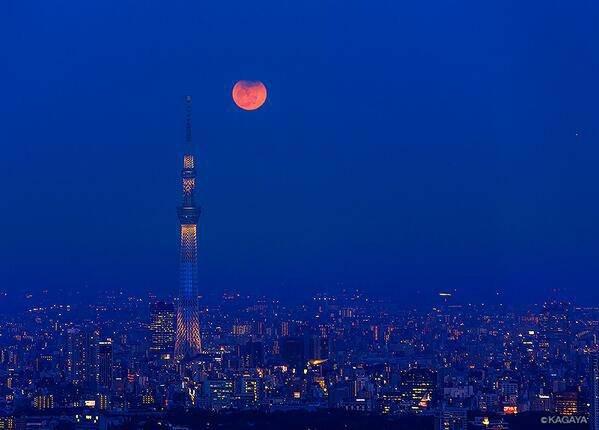 向日葵