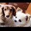 画像 スリール～犬達の幸せ探し～のユーザープロフィール画像