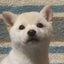 画像 白犬ももコハクの日常。のユーザープロフィール画像