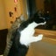 画像 四国の猫日記のユーザープロフィール画像