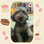 ミントのサムネイル