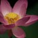Ｌｏｔｕｓ　Ｆｉｅｌｄ