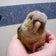 もふもふウロコーズ