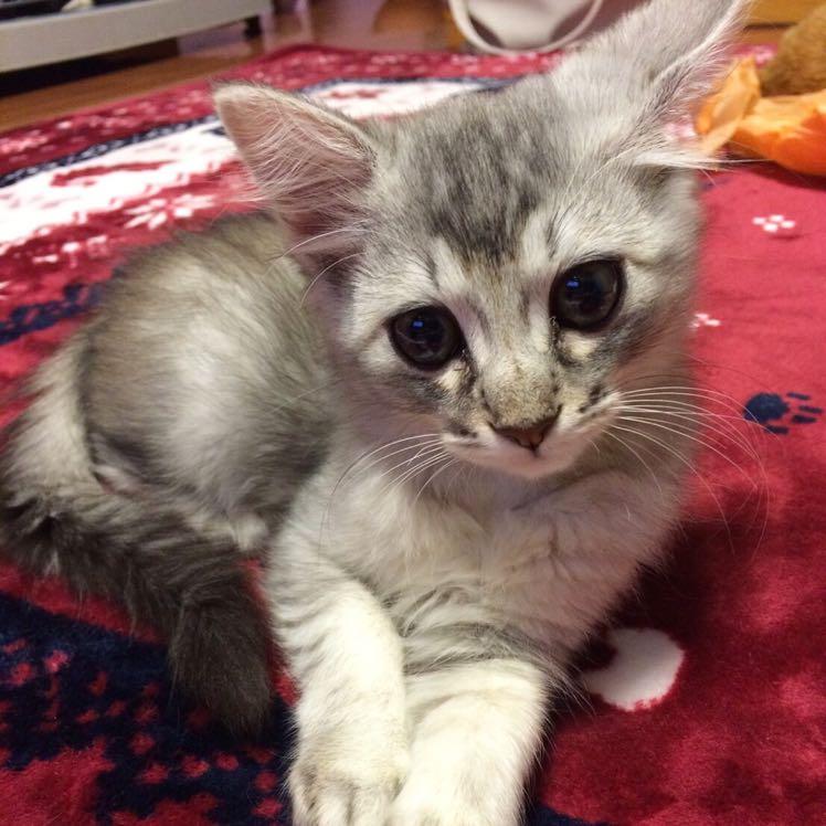 ちびねこ
