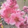 ☆桃開花・発達障害でゆっくりと…☆