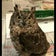 Sweet owl