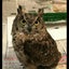 画像 Sweet owlのユーザープロフィール画像