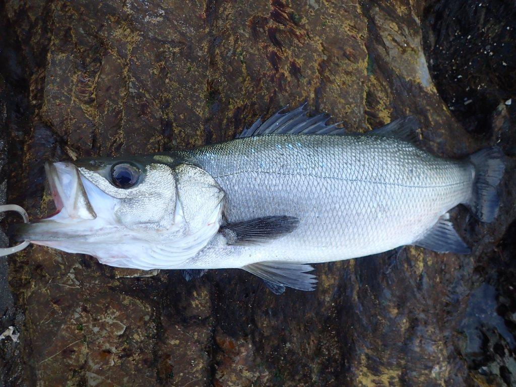 マゴチの釣り方 Part3 堤防マゴチング 千葉の房総ルアーマン ケンシロウの釣行記と趣味の部屋