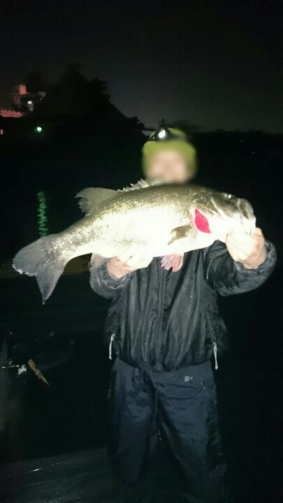夜 釣り 琵琶湖 琵琶湖の小鮎（コアユ）釣り｜釣具のイシグロ