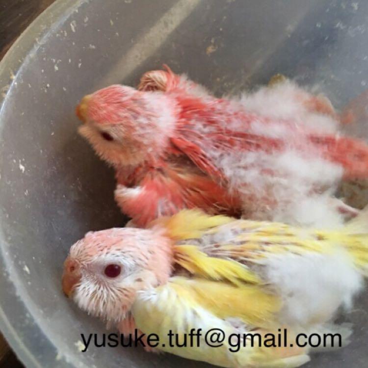 アンテナは正しく 広く 羽衣 ライラック ファローセキセイインコ アキクサインコ リクガメの繁殖 販売 飼育相談もお気軽に