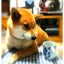 ツル姫のサムネイル