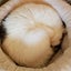 chiankのサムネイル