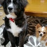 ✩.*˚ハート＆バディ✩.*˚ ママのプロフィール