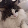 Yoshieのプロフィール