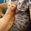 画像 子供3人 王子(猫)２匹 普通の主婦のblogのユーザープロフィール画像