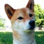 画像 柴犬げんこつ：2010 とその家族のユーザープロフィール画像