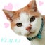 画像 三毛猫チョコちゃんの日記のユーザープロフィール画像