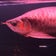 アロワナ＆熱帯魚の飼育日記