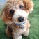 愛知県　犬服教室　Ｃocha★9　コチャナイン