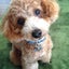 画像 愛知県　犬服教室　Ｃocha★9　コチャナインのユーザープロフィール画像