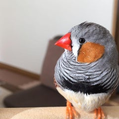 ぼたんのプロフィール