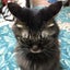 画像 marumaru-kucingのブログのユーザープロフィール画像