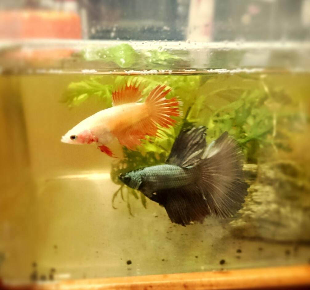 超 突発的ベタ飼育 ๑ ๑ おいらの日常 超 突発的ベタ飼育 ๑ ๑ おいらの日常