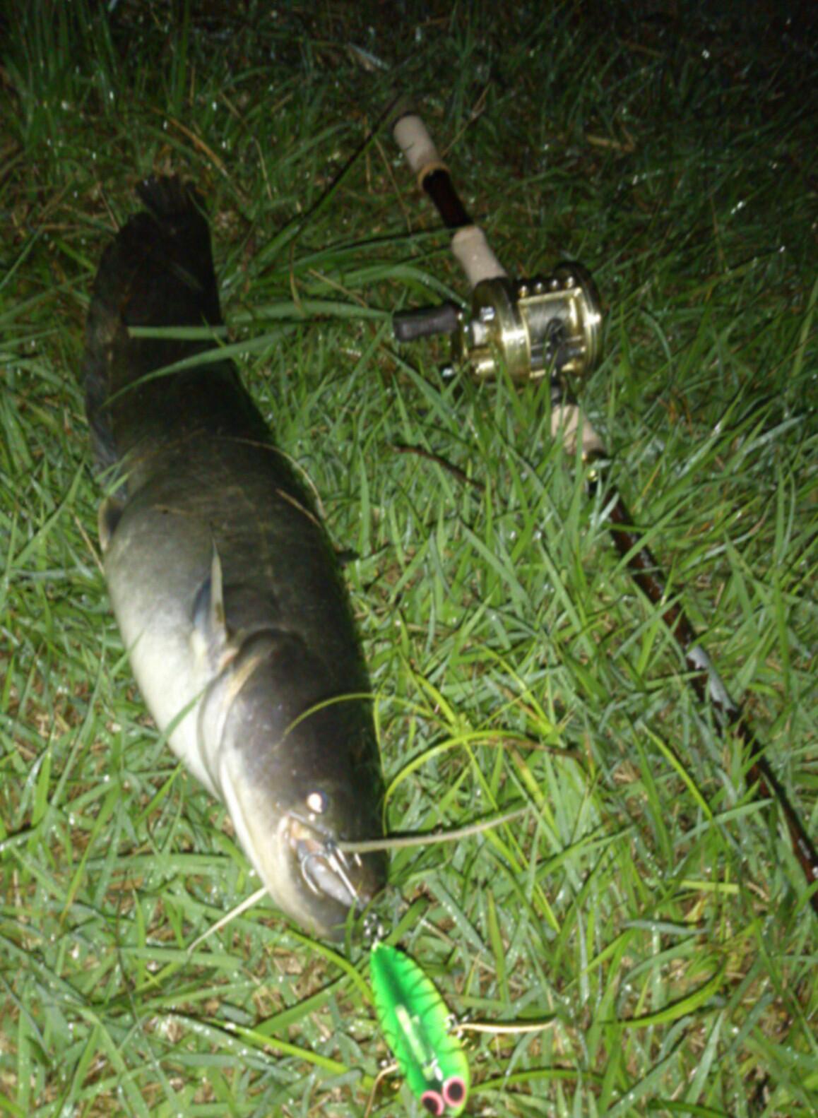 鯰ときどき雷魚 バスそれから錦鯉 Namazuya Zxのブログ