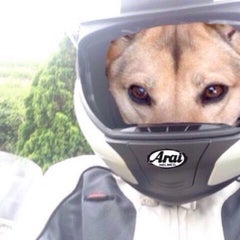 伸ちゃんのプロフィール