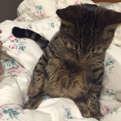 からくりエリィのプロフィール
