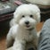 ミックス犬 レオン成長記