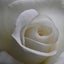 画像 小さな日陰の庭　そして薔薇のユーザープロフィール画像