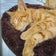 けんたいぱの保護猫ブログ