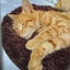 画像 けんたいぱの保護猫ブログのユーザープロフィール画像