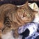 ふくとさちとクルトとぼくとシズと外猫さんのブログ