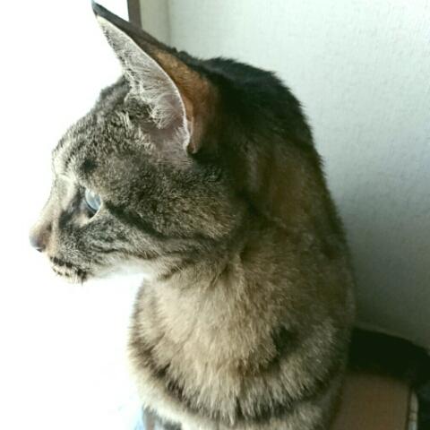 きーちゃん