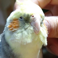 カロライナインコ Okame Luckyのブログ